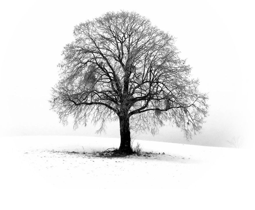 Arbre