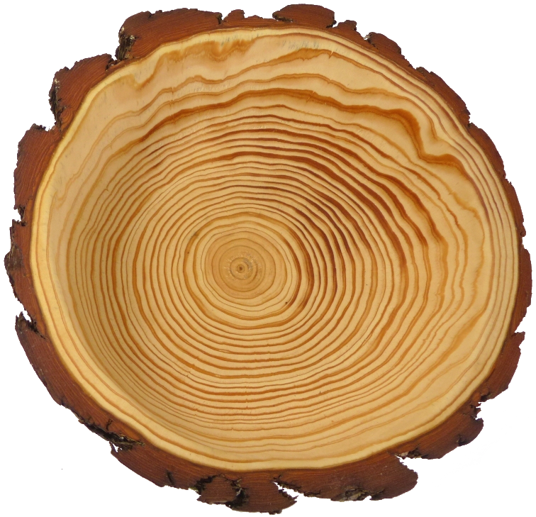 Tranche de bois
